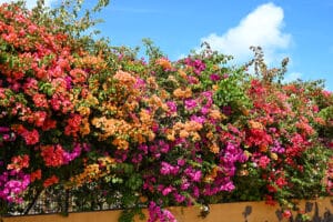 A wall of brightly coloured tropical flowers runs across the frame with a strip of pale blue sky above to the right. The flowers are pink, orange and red with green leave.