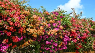 A wall of brightly coloured tropical flowers runs across the frame with a strip of pale blue sky above to the right. The flowers are pink, orange and red with green leave.