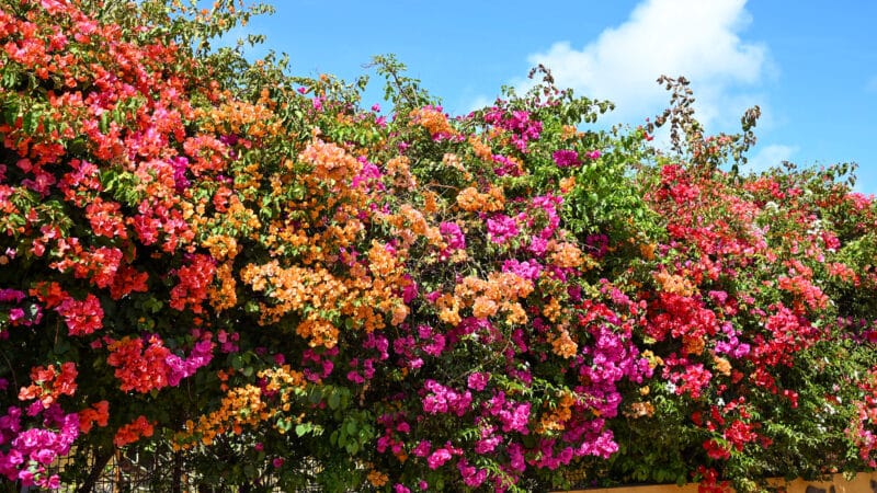 A wall of brightly coloured tropical flowers runs across the frame with a strip of pale blue sky above to the right. The flowers are pink, orange and red with green leave.