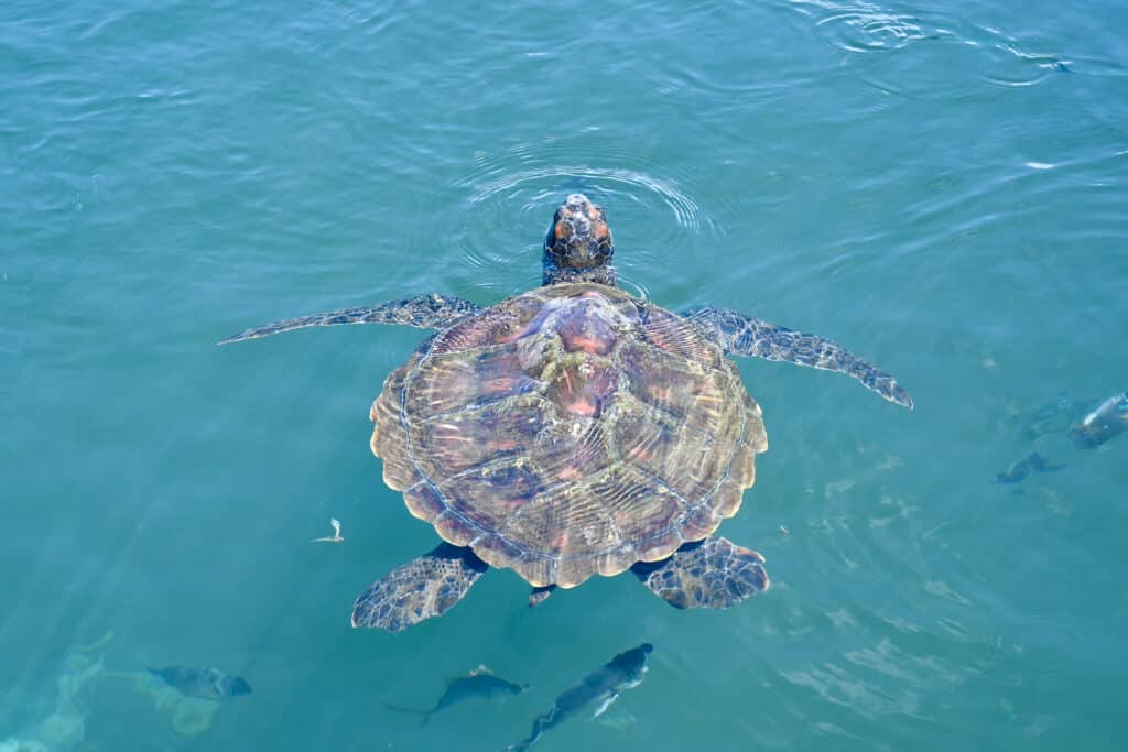 Looking down on turquoise waters and a large sea turtle facing away from the camera, it's head lifted out of the water