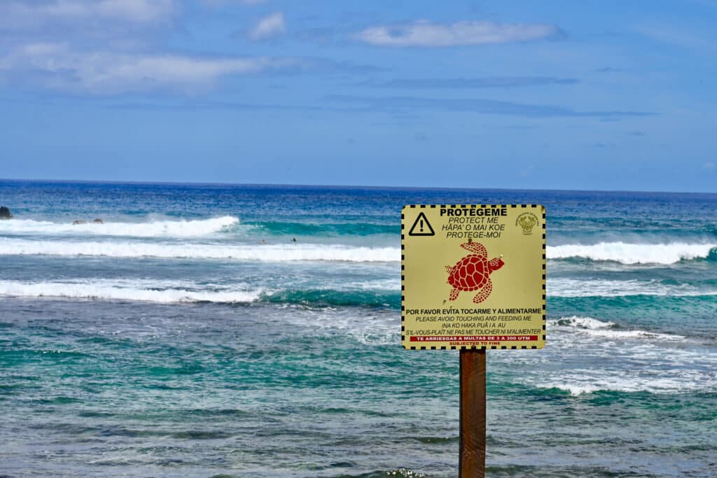 A square yellow sign with a picture of a Red Sea turtle sits on a post to the right of the frame. Turquoise sea with waves to the left. Blue sky above
