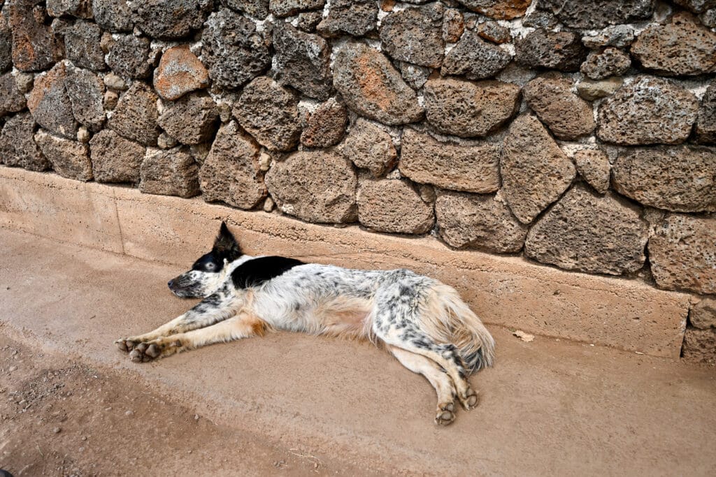 A white dog with black markings is flat out asleep, with legs and paws stretched out in front of him. Black ears and face patches. Lying on the flour but with back against a stone wall.
