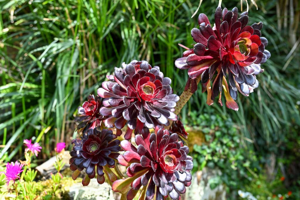 Stunning dark red tropical flowers with 4 flower heads stretch across the frame. Tall green grasses behind.