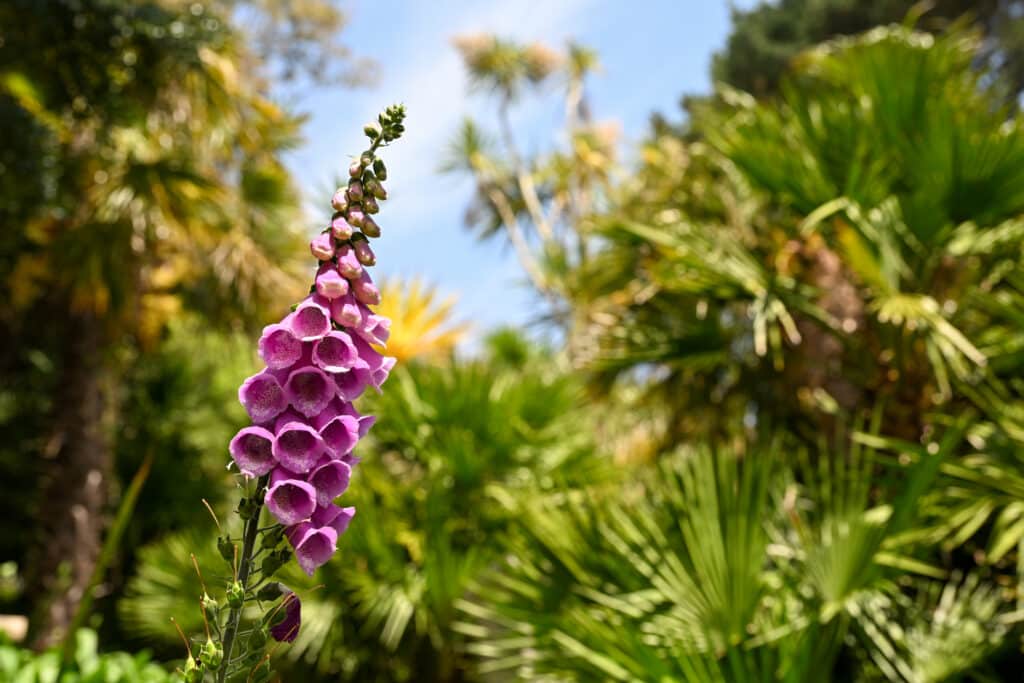 A single beautiful pink foxglove rises from the bottom left of the frame. Green tropical plants behind. Pale blue sky above.