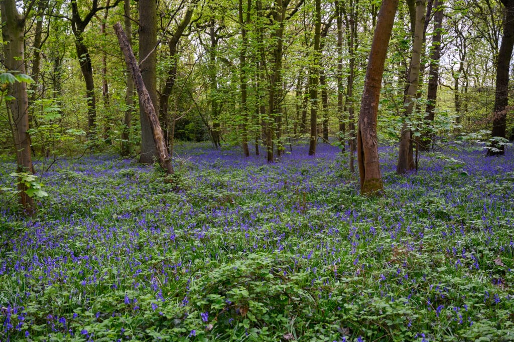Bluebell Forest Bramham Park Yorkshire