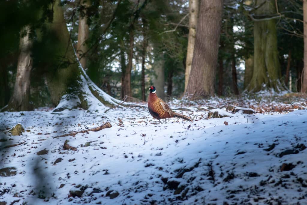 A colourful pheasant sits on snowy ground in a clearing of tree trunks. Winter scene,