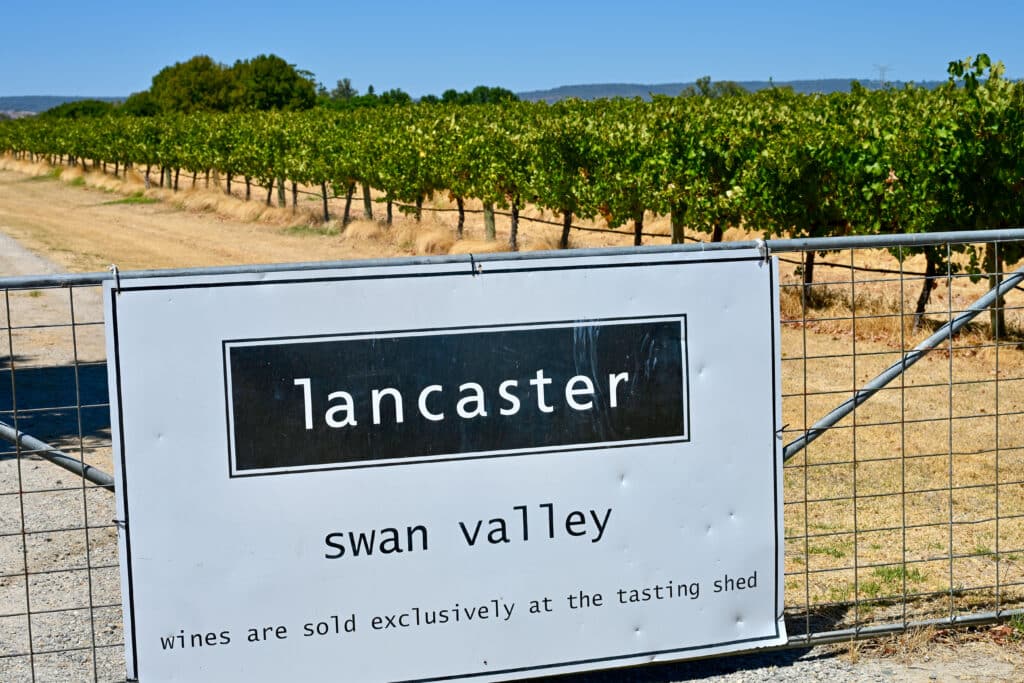 A white sign sits at the bottom oddly the frame with black writing on it saying Lancaster - Swan Valley. Rows of vines behind to the top. blue sky above.