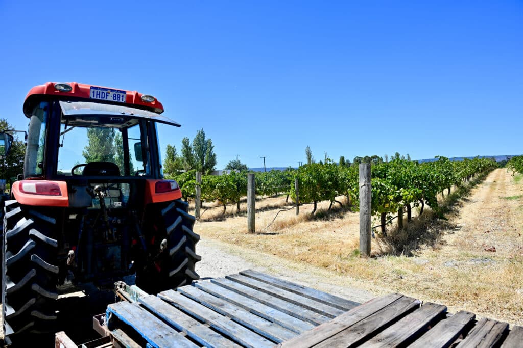 A red tractor sits to the left hand side. Rows of vines to the right. Blue sky above
