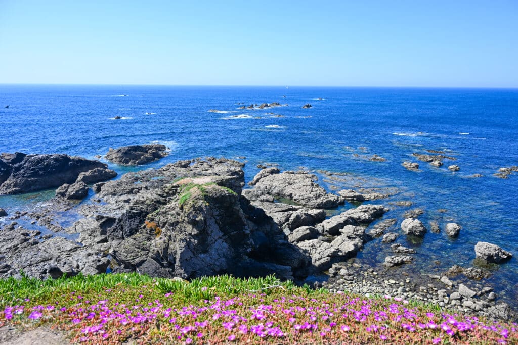 Row of grass covered in purple flowers at the bottom of frame. Rocks leading into blue sea. Pale blue sky above.