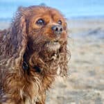 Ruby Spaniel stands to the left hand side of the frame. It is covered in sand and looks wet. Beach scene behind.