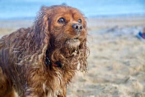 Ruby Spaniel stands to the left hand side of the frame. It is covered in sand and looks wet. Beach scene behind.