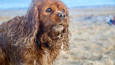 Ruby Spaniel stands to the left hand side of the frame. It is covered in sand and looks wet. Beach scene behind.