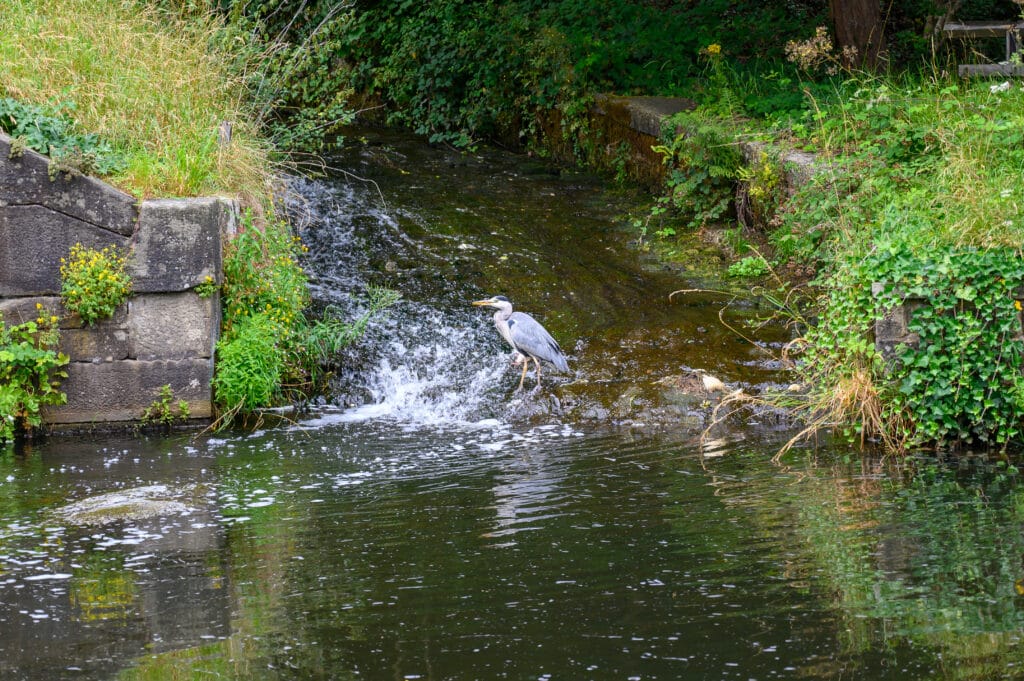 Grey Heron on Leeds-Liverpool Canal