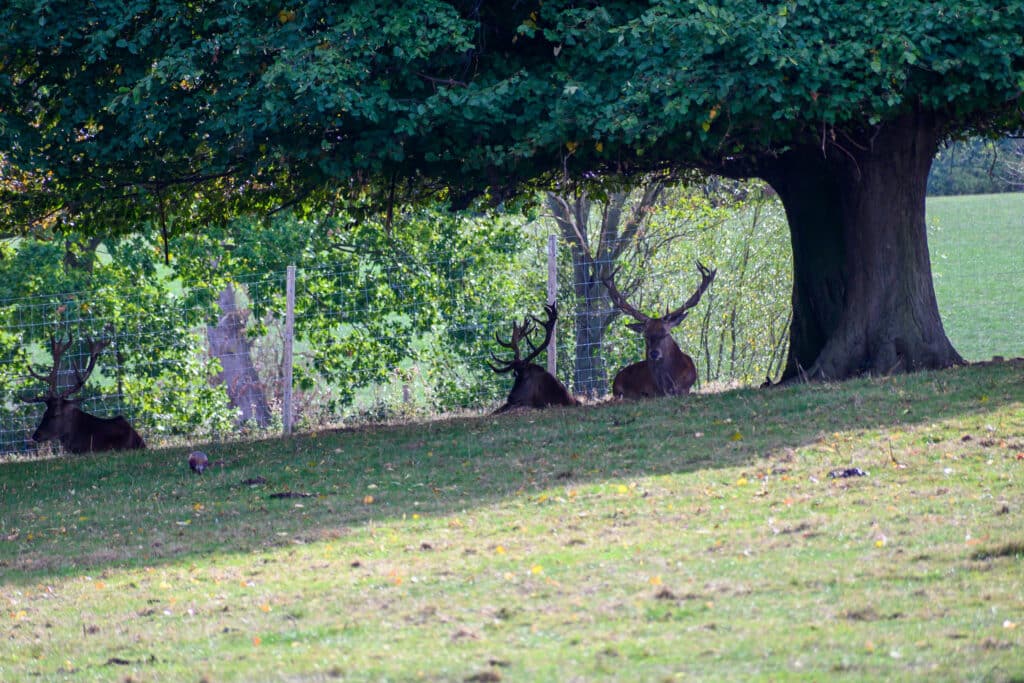 Stags at Wentworth Woodhouse