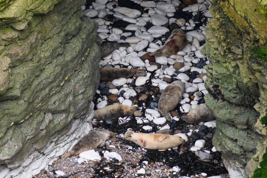Seals at Flamborough Head on beach