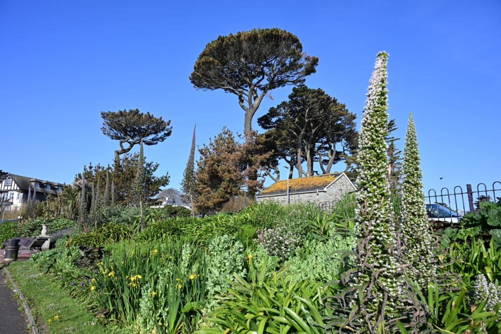 Looking up at tropical plants and tall trees in garden