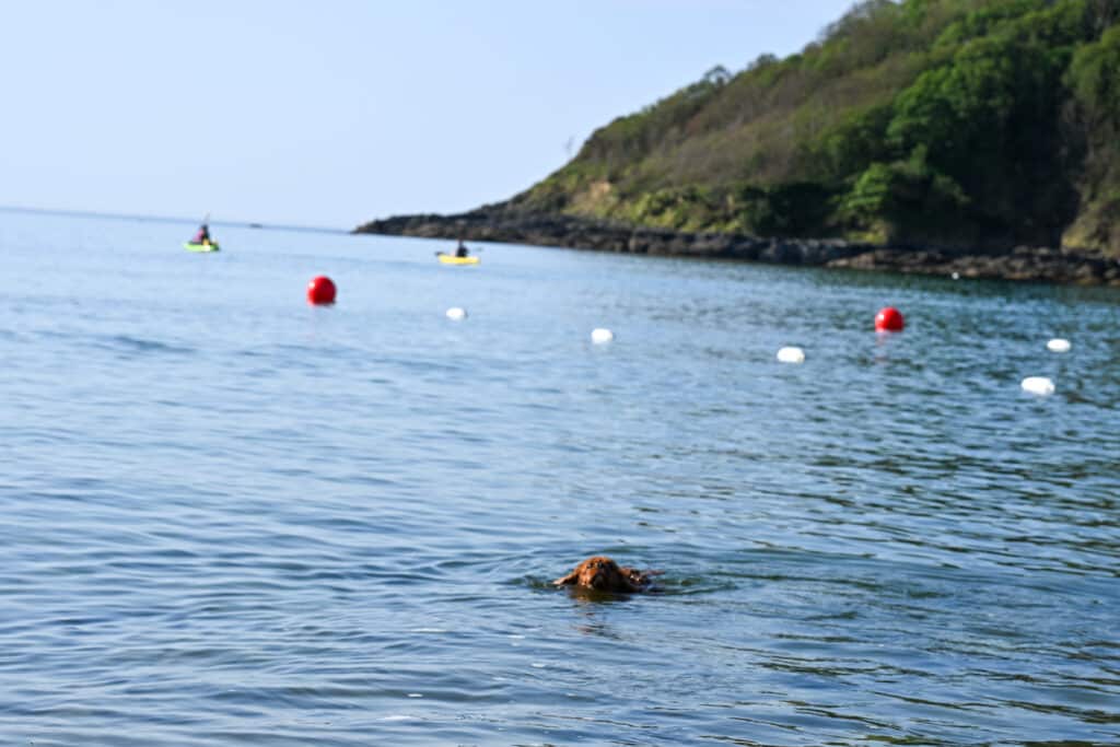 Small ruby dog swims towards the camera. Water buoys and two kayaks on the water behind. Green cliff to the right.