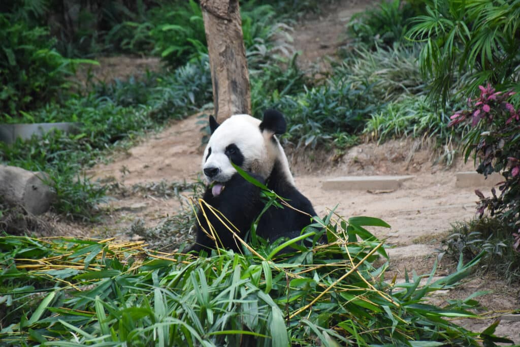 Girant Panda sitting behind a pile of leaves