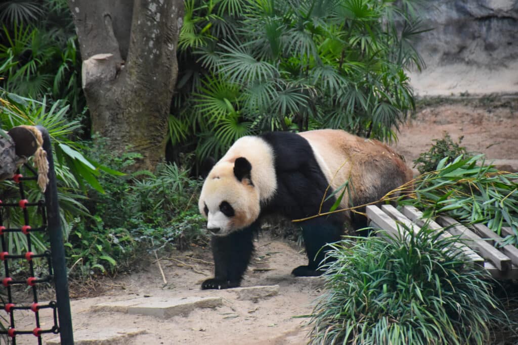 Giant panda