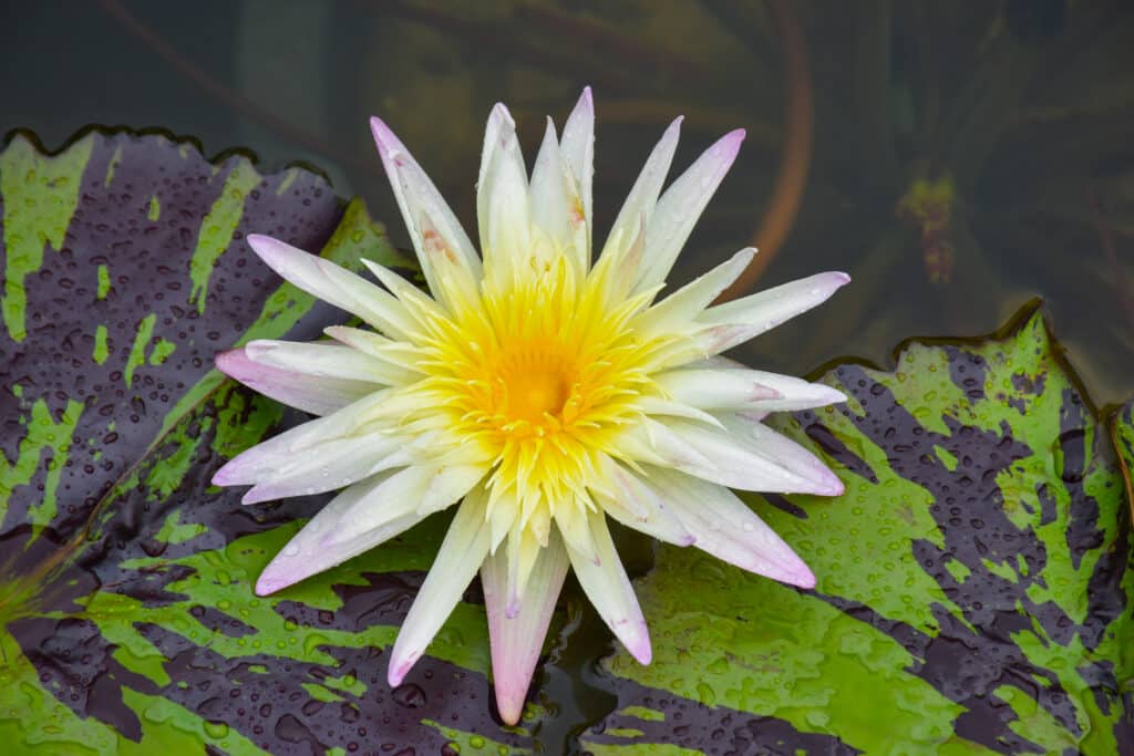 White flower on a lily pad