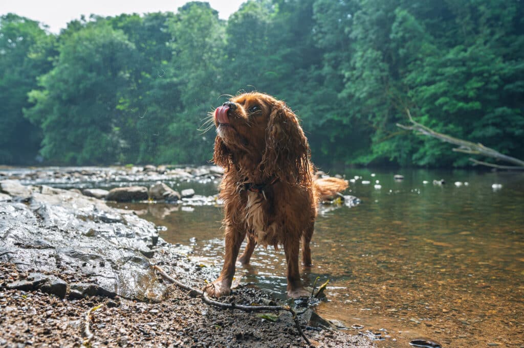 King Charles Spaniel dog at Aysgarth Falls