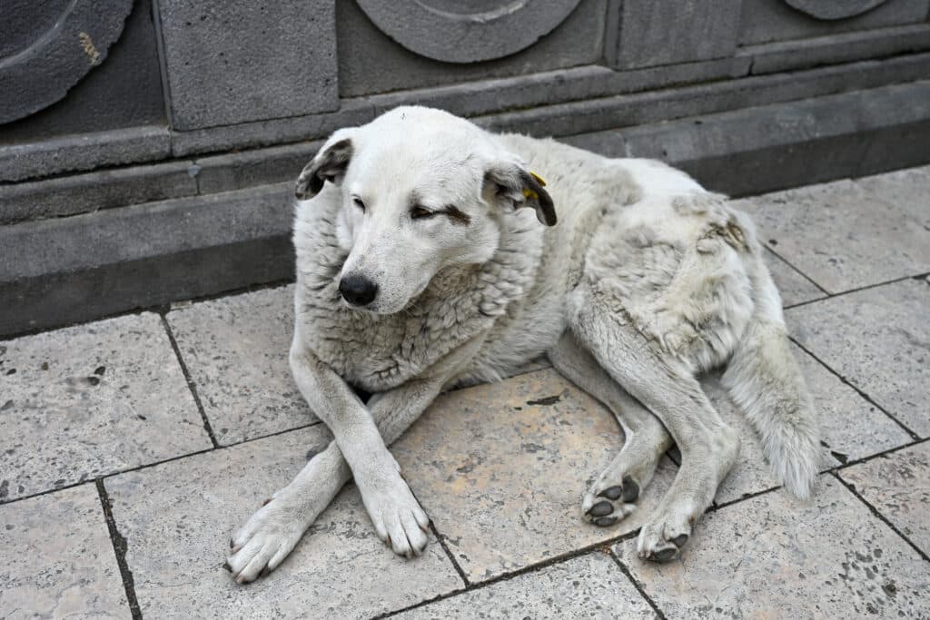 White dog with its paws crossed sits on floor
