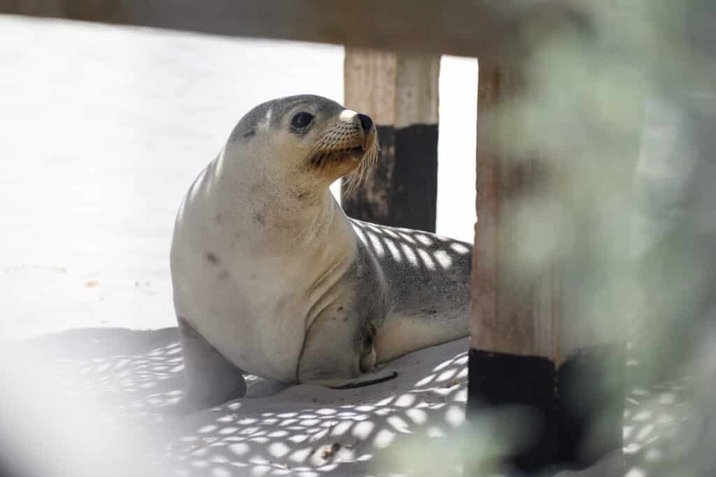 Kangaroo Island day trip sea lion resting under wooden structure at Seal Bay