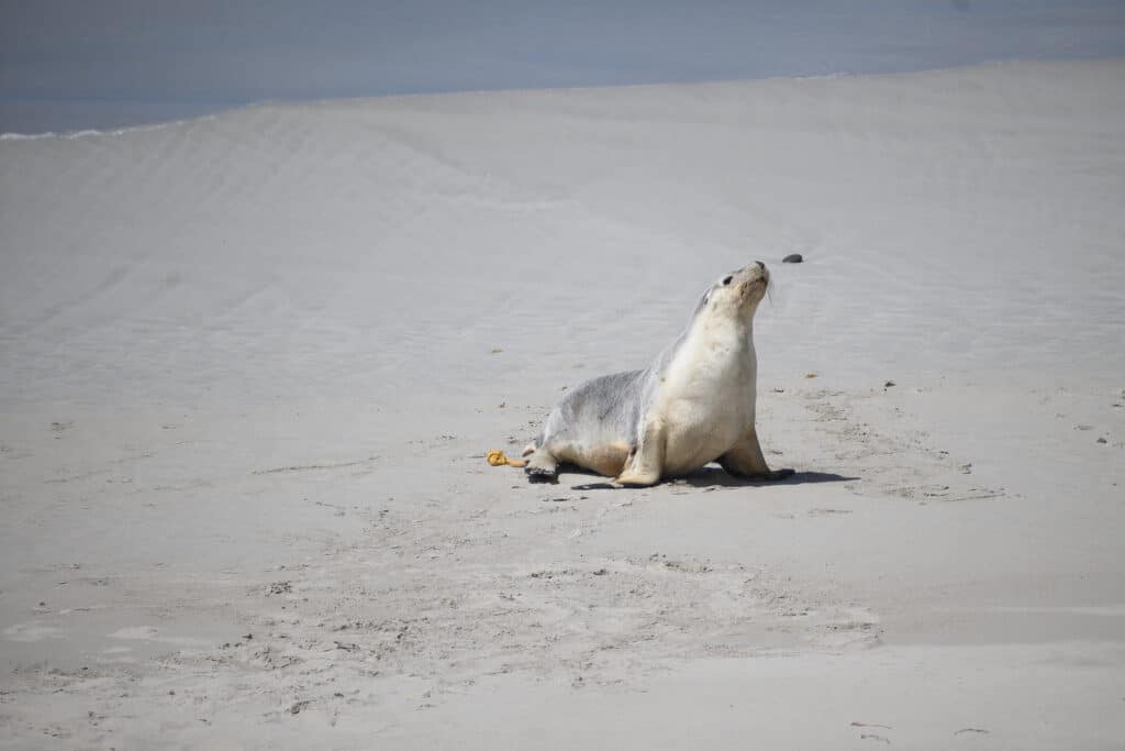 Kangaroo Island day trip sea lion sitting upright on beach at Seal Bay