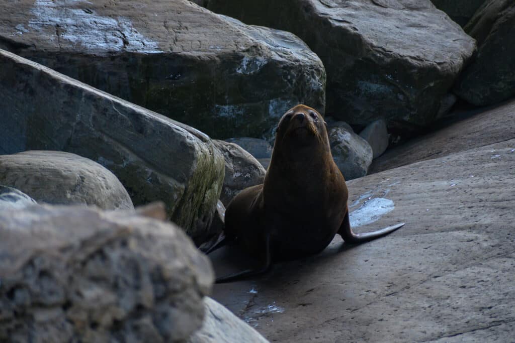 Kangaroo Island day trip fur seal looking up from rocks