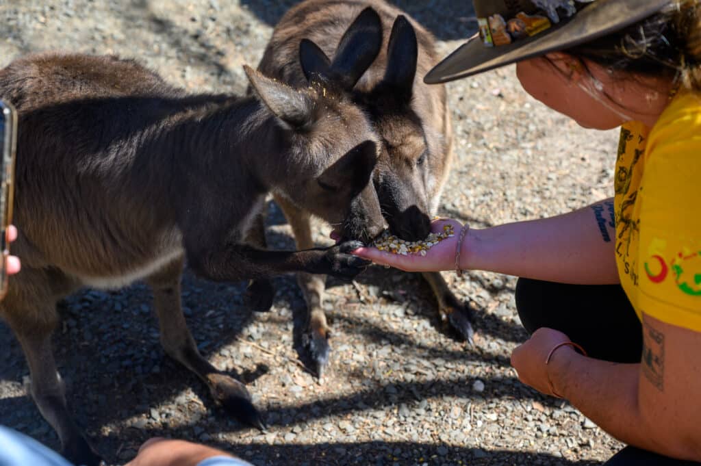 Kangaroo Island day trip person feeding kangaroos by hand