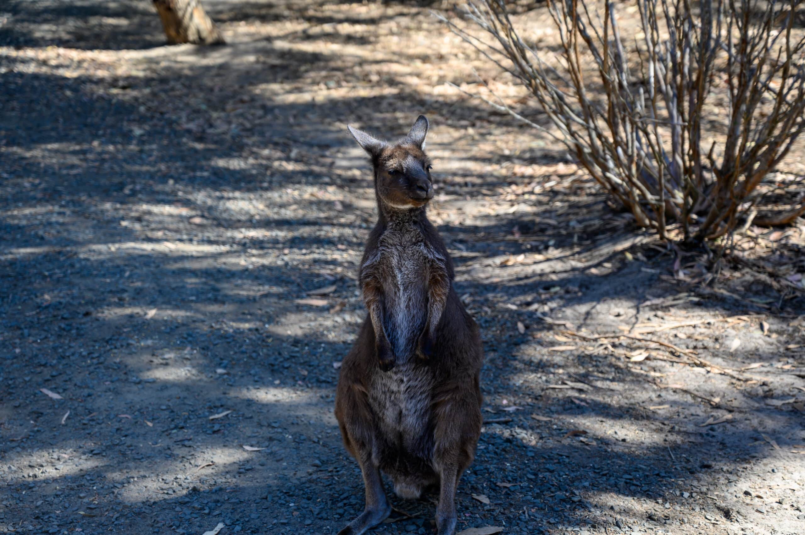 Kangaroo Island day trip kangaroo sitting upright looking at camera