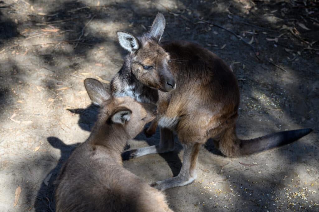Kangaroo Island day trip two kangaroos nuzzling together