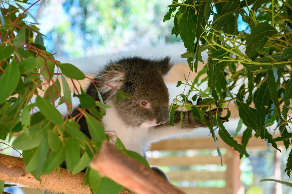 Kangaroo Island day trip koala in eucalyptus tree