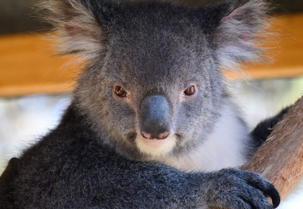 A rescued koala at the Kangaroo Island Wildlife Park