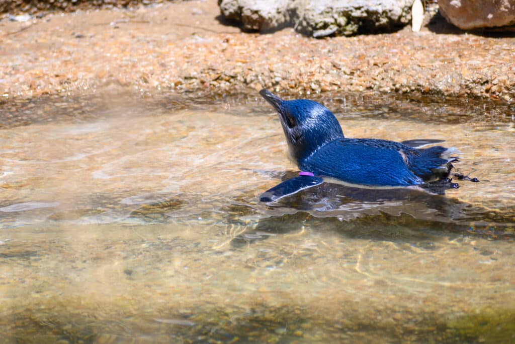 Adelaide Zoo animals little penguin swimming in water