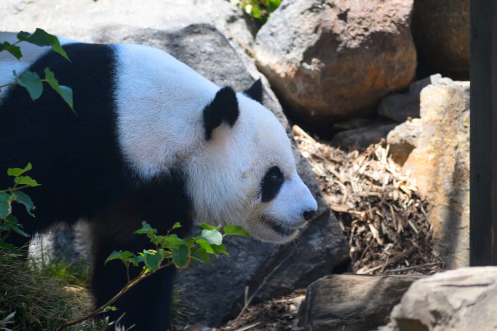 Adelaide Zoo pandas giant panda profile among rocks