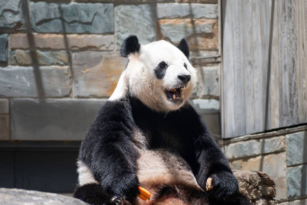 Adelaide Zoo pandas giant panda sitting with mouth open