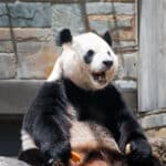 Adelaide Zoo pandas giant panda sitting with mouth open