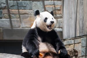 Adelaide Zoo pandas giant panda sitting with mouth open