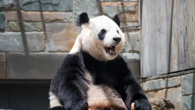 Adelaide Zoo pandas giant panda sitting with mouth open