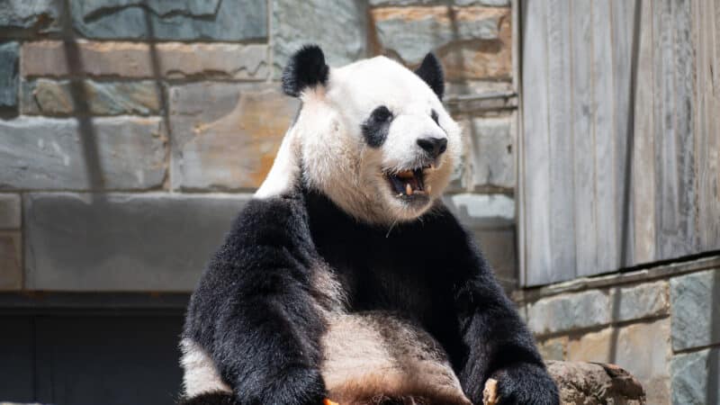 Adelaide Zoo pandas giant panda sitting with mouth open
