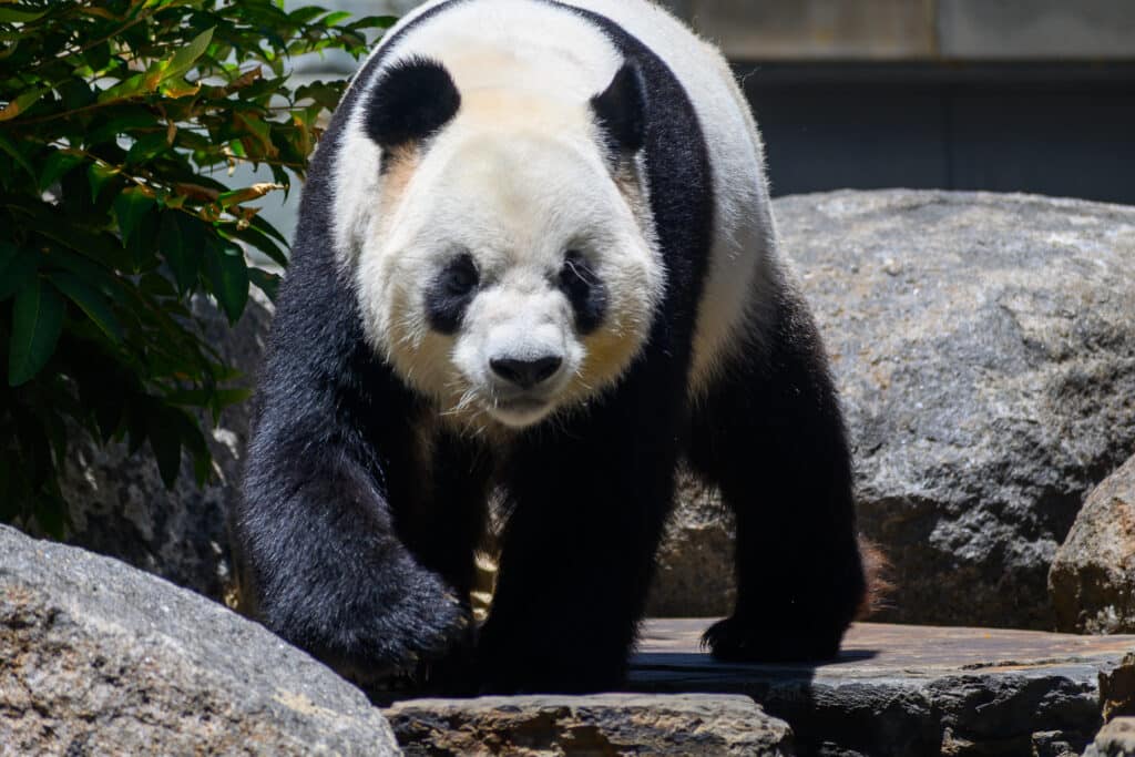 Adelaide Zoo pandas giant panda walking toward camera