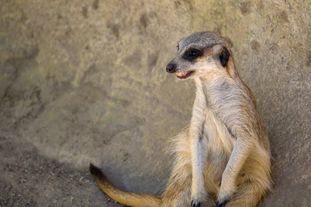 Adelaide Zoo animals meerkat standing upright