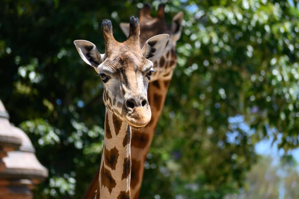 Adelaide Zoo animals giraffe face close-up with second giraffe