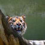 Adelaide Zoo animals tiger peeking from behind log