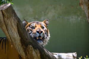 Adelaide Zoo animals tiger peeking from behind log