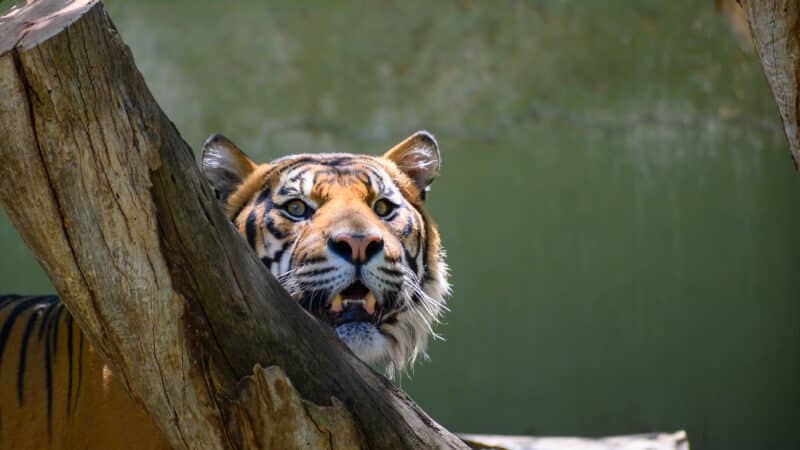 Adelaide Zoo animals tiger peeking from behind log