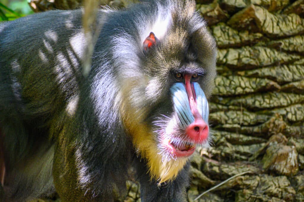 Adelaide Zoo animals mandrill colourful face close-up