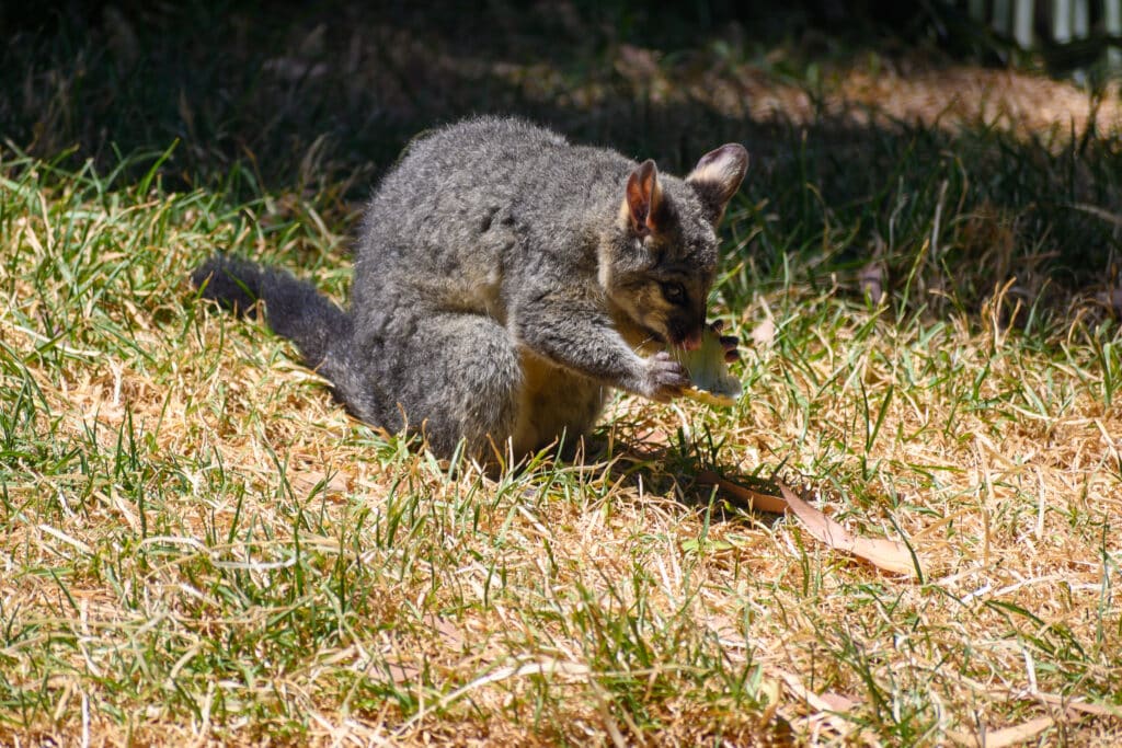 Adelaide Zoo animals brushtail possum eating on grass