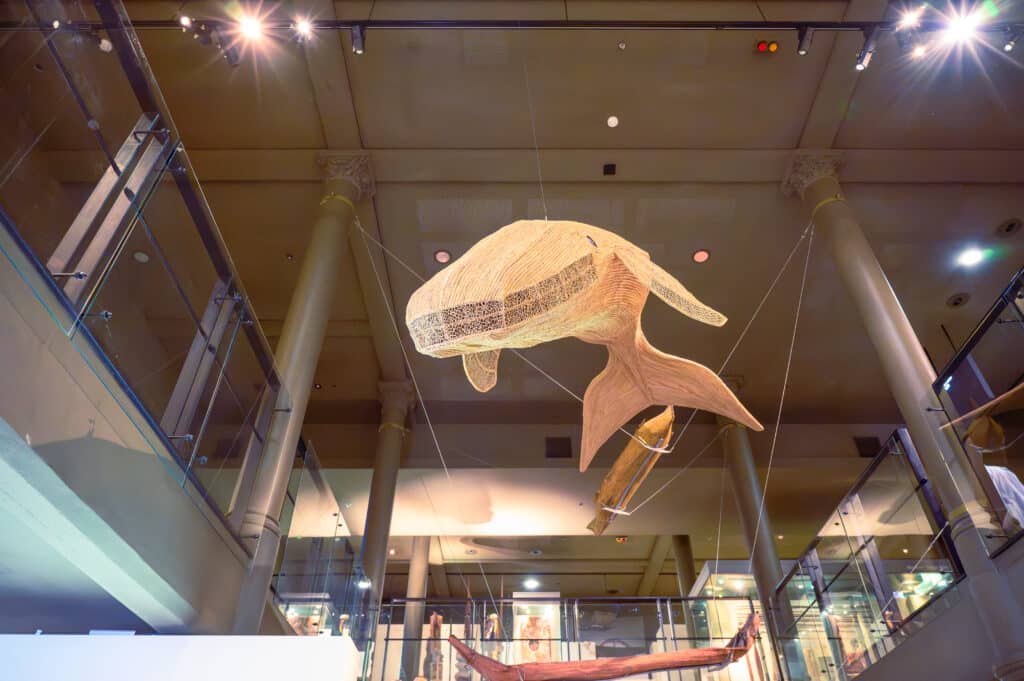 Free things to do in Adelaide giant woven whale sculpture at South Australian Museum